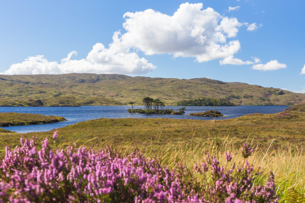Loch-Assynt-purple-heather